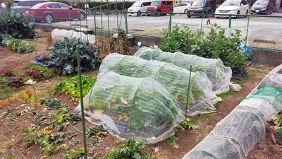 ▼②A（1月16日）.jpg