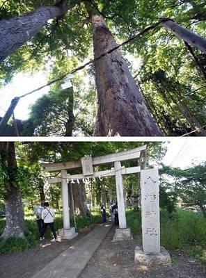 ▼④八幡ケヤキ.jpg