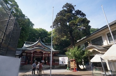 ▼⑦杉.jpg